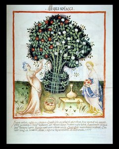 Nova 2644 fol.93r Eau de rose, du Tacuinum Sanitatis Codex Vindobonensis - Italian School