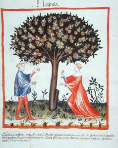 Nove 2644 fol.10v Récolte des noix, du Tacuinum Sanitatis Codex Vindobonensis - Italian School