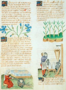 Page du Tractatus de Herbis par Dioscorides Pedanius - Italian School