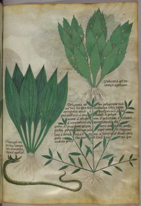Plantes à grandes feuilles larges. Un serpent, vers 1440 (encre et couleur sur vélin)