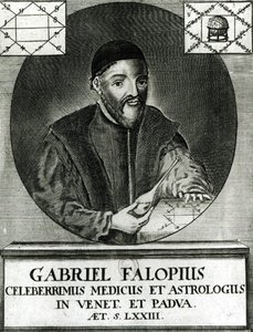 Portrait de Gabriel Fallope (1523-62) - Italian School