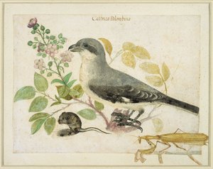 Pie-grièche et mante religieuse (pour le Musée de Papier de Cassiano dal Pozzo) - Italian School