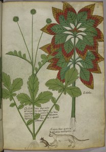 Plantes, de 