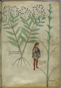 Sloane 4016 f.54 Homme urinant dans un pot, de 