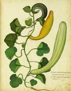 Gourde serpent par Ulisse Aldrovandi - Italian School