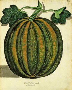 Courge par Ulisse Aldrovandi (1522 – 1605) planche publiée dans Piante Fiori Frutti - Italian School