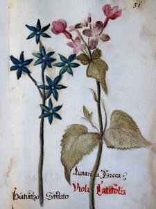 Jacinthe étoilée et Viola rubella var latifolia de Delineation of Flowers of Villa Vendramin
