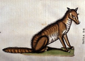 Le Renard, illustration de l