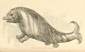 Illustration de Aper Marinus Cetaceus de l