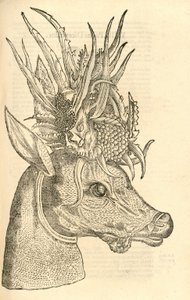 Illustration de Capreolus Polyceros de l