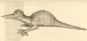 Illustration de Draco marinus monophthalmos bipes de l