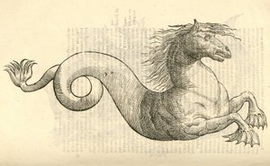 Illustration de Equus marinus monstrosus de l