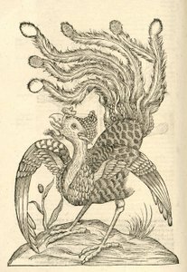 Illustration de Gallus Indicus auritus tridactylus de l