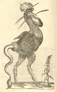 Illustration de Gallus monstrosus de l