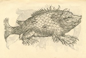 Illustration de Monstrosus Sur marinus de l