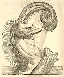 Illustration de Pseudophyseter de l