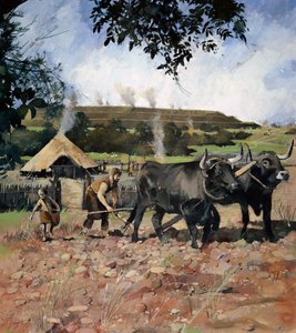 Culture arable de l
