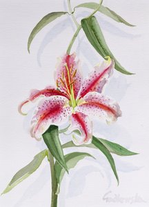 Lys