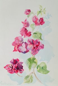 No.2 Bougainvillier rouge - Izabella Godlewska de Aranda