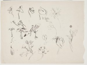 Esquisses de fleurs