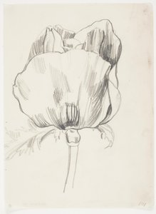 Coquelicot - J.A. Jerichau