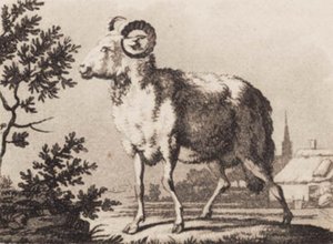 Un bélier