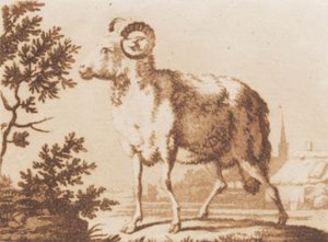 Un bélier - J.F. Clemens