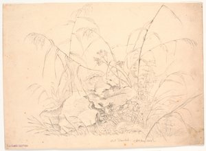 Étude de plantes. Joncs et oseilles - J.P. Møller