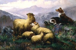 Chiens de Berger et Moutons dans les Highlands Écossais