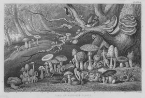 Champignons (gravure en couleur) - J. (after) Stewart