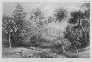 Palmiers, pins etc. (gravure en couleur) - J. (after) Stewart