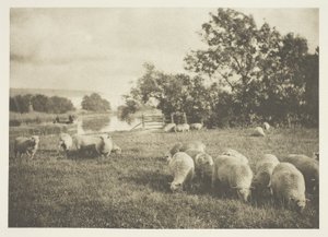 Étude de moutons - J. B. B. Wellington