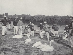 Swan upping sur la Tamise, examen des vieux oiseaux - J. Benjamin Stone