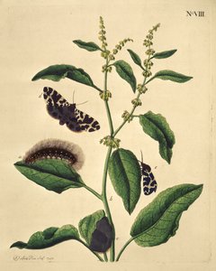 Papillons, chenilles et plantes : Planche VIII par J. Dutfield - J. Dutfield
