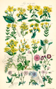 Page d
