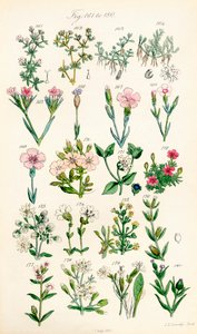 Page d
