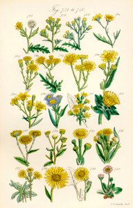 Page d