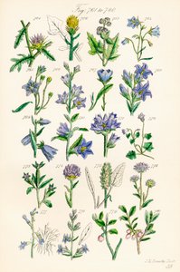 Page d