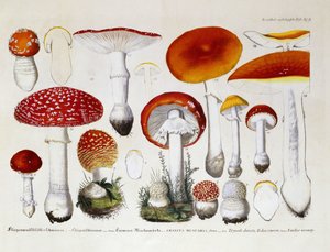 Amanite tue-mouches, c.1831-46 - J. G. Calve