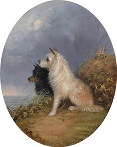 Deux chiens sur la plage