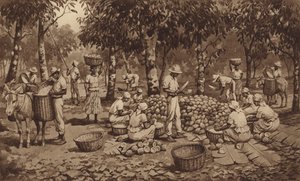 Casser des cabosses de cacao à Trinidad - J. Macfarlane