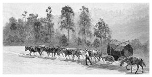 Récolte de cèdre sur la rivière Richmond, Nouvelle-Galles du Sud, Australie, 1886 - J. R. Ashton