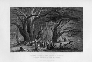 Cèdres anciens dans la forêt du Liban, 1841 - J. Redaway
