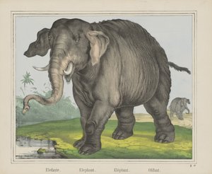 Éléphant