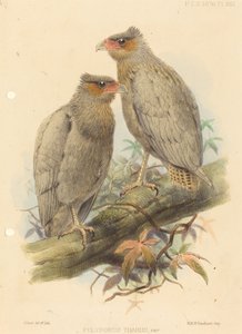Polyborus Tharus, Var.