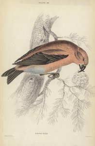 Bec-croisé - J. Stewart