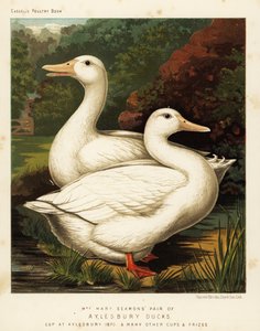 Canards d