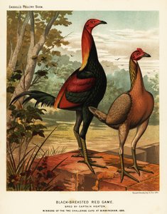Oiseaux de jeu rouge à poitrine noire