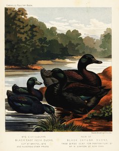 Canards de l