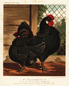 Poule frisée noire, coq et poule